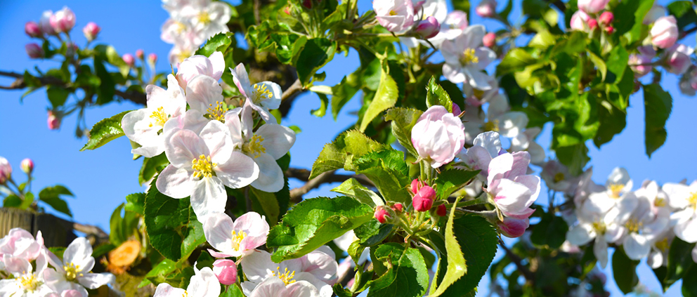 Radtour zur Apfelblüte im Alten Land